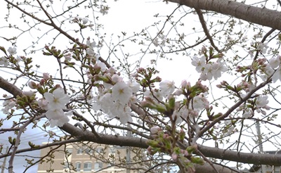 咲き始めた桜の木