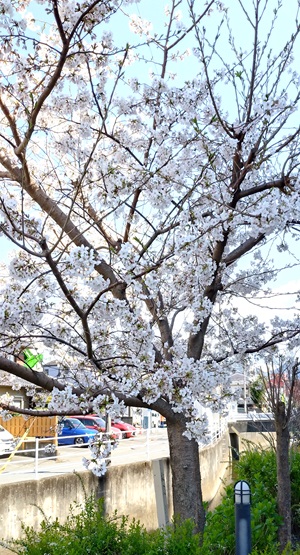 満開目前の桜