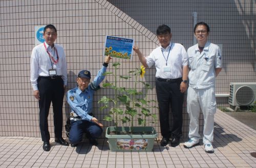 ひわまりを植えたプランター