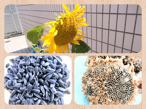 ひまわりイメージ